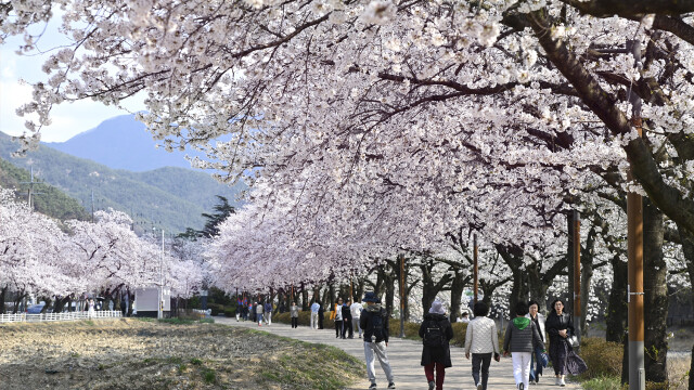 이번 주말 대구 달성군 송해공원 일대서 '옥포 벚꽃축제' 열려