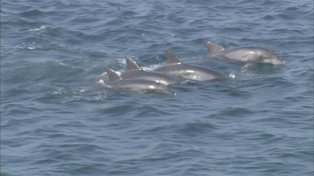 포항 칠포 앞바다에 돌고래 수십 마리 출현