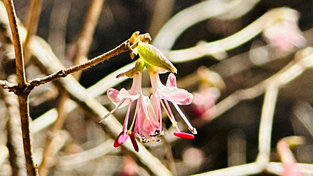팔공산국립공원에도 야생화 개화 시작돼