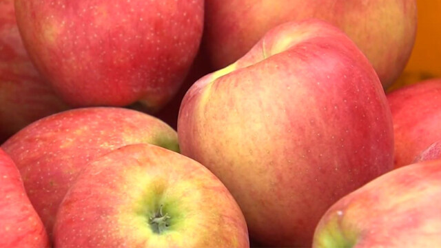 경북 과수 꽃 개화 지연 전망⋯저온 피해 주의