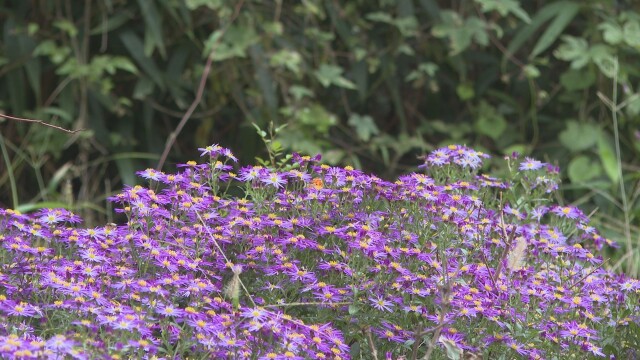 산불 휩쓴 경북 청송 주왕산국립공원에도 봄꽃 개화