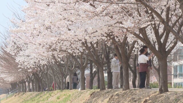식목일·청명, 대구·경북 낮 기온 20도까지 올라 포근