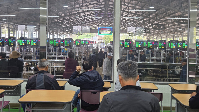 경북 영천 전자경매 가축 시장에서 '염소' 첫 경매 이뤄져