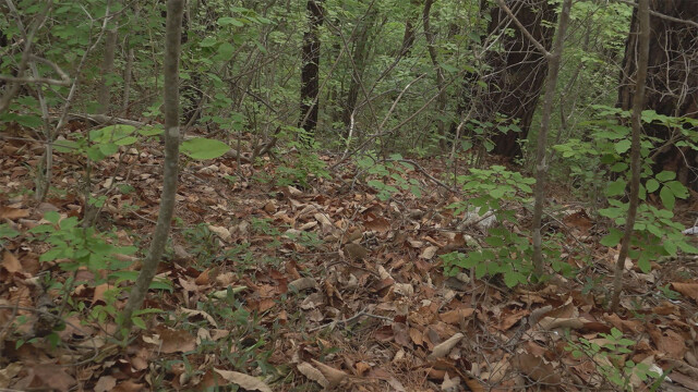 경북 청송군 주왕산 사망 초등생 부검 진행···1차 검시 결과는 '추락에 의한 손상'