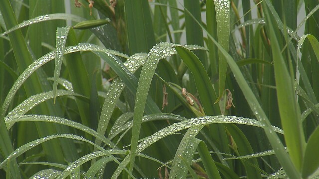 대구·경북 오후까지 5~10mm 비···대구 낮 29도