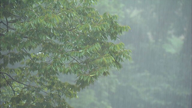 7월의 첫 일요일, 흐린 가운데 늦은 밤까지 곳에 따라 '비'