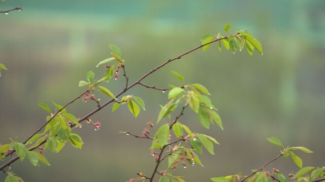 대구·경북 한낮 30도 안팎···수요일 경북 최대 60mm 비