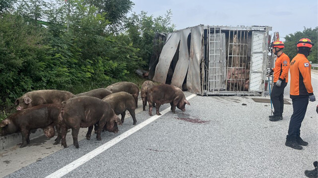 돼지 싣고 가던 화물차 전도···돼지 70마리 이탈