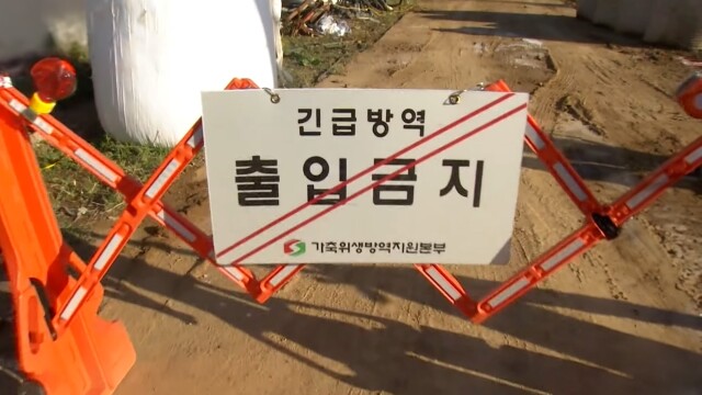 경북 예천군 한우농장에서 또 구제역 발생···경보 단계 '심각'으로 올려