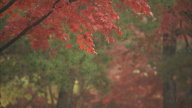 대구·경북 요란한 가을비···내일까지 10~60mm