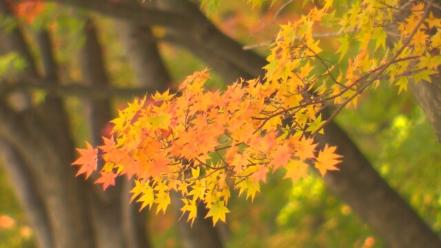출근길 ‘강추위’에 움츠러든 달구벌···대구·경북, 일교차 최대 15도 ‘감기 비상