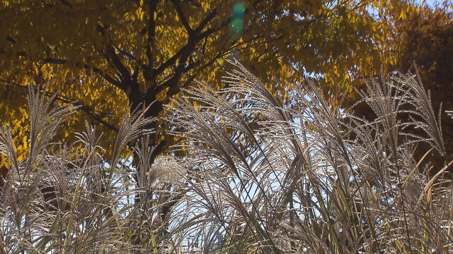 대구·경북 화요일 밤 한파주의보···수요일 아침 대구 1도