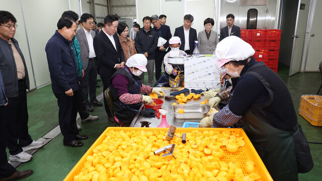 가뭄으로 열매 알이 작아진 '청도반시'···경북 청도군, 반시 소과(작은 감) 수매 나서